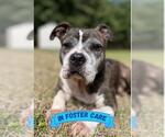 Small #2 American Bulldog Mix
