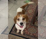 Small Beagle Mix