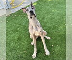 Regan - Female Great Dane Dog for Adoption - Small photo
