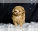 Small #3 Poodle (Miniature)