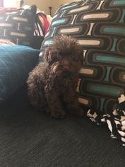 Poodle (Miniature) Puppy for sale in BRONX, NY, USA