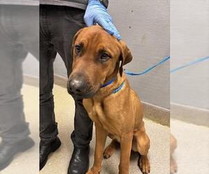 Rhodesian Ridgeback-Unknown Mix Dogs for adoption in Las Vegas, NV, USA
