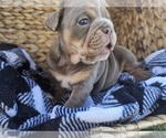 Small Photo #4 Bulldog Puppy For Sale in RIVERSIDE, CA, USA