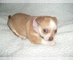 Image preview for Ad Listing. Nickname: CHIHUAHUAS