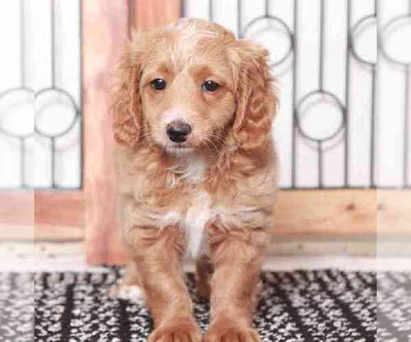 Medium Photo #1 Goldendoodle (Miniature) Puppy For Sale in NAPLES, FL, USA