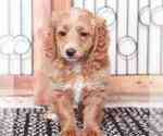 Small Photo #1 Goldendoodle (Miniature) Puppy For Sale in NAPLES, FL, USA