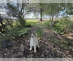 Small Photo #6 Siberian Husky Puppy For Sale in ALTON, IL, USA