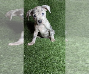 American Bully Puppy for sale in GROVETOWN, GA, USA