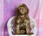 Small #2 Poodle (Miniature)