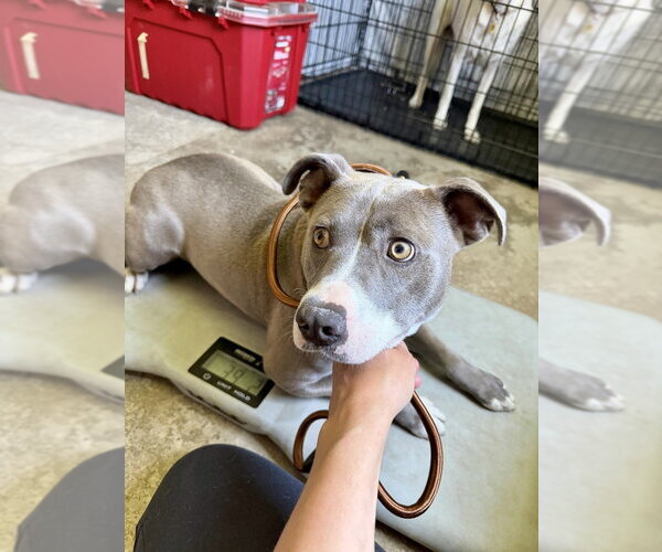 Medium Photo #5 American Staffordshire Terrier-Staffordshire Bull Terrier Mix Puppy For Sale in Brewster, NY, USA