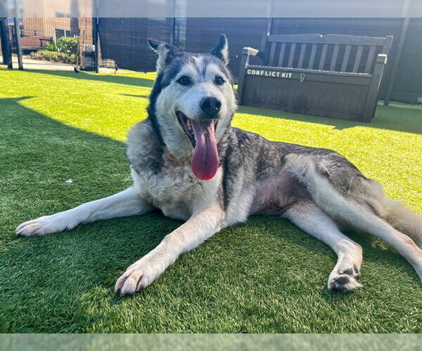 Medium Photo #1 Siberian Husky Puppy For Sale in Orange, CA, USA