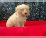 Small #3 F2 Aussiedoodle