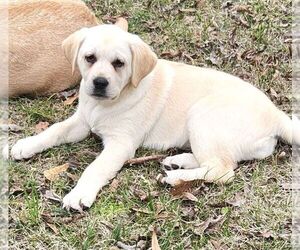 Labrador Retriever Puppy for sale in ATMORE, AL, USA