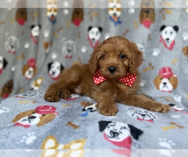 Medium Photo #3 Cavapoo (Miniature) Puppy For Sale in LAKELAND, FL, USA