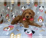 Small #2 Cavapoo (Miniature)