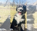 Small Photo #5 Aussiedoodle Puppy For Sale in CROWN POINT, IN, USA