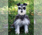 Small Photo #1 Schnauzer (Miniature) Puppy For Sale in SYRACUSE, IN, USA