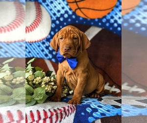Vizsla Puppy for sale in KINZERS, PA, USA
