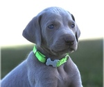 Small Photo #4 Weimaraner Puppy For Sale in WILLOWS, CA, USA