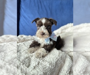 Schnauzer (Miniature) Puppy for Sale in EL CAMPO, Texas USA