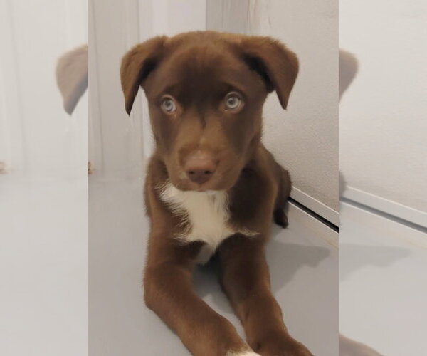 Medium Photo #1 Australian Shepherd-Unknown Mix Puppy For Sale in Greenville, IL, USA