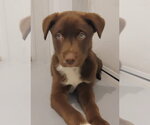 Small Australian Shepherd Mix