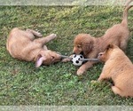 Small Photo #40 Golden Retriever Puppy For Sale in WOODSTOCK, CT, USA