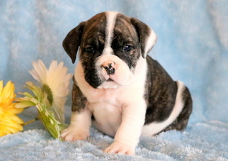 Bulldog Puppy for sale in MOUNT JOY, PA, USA