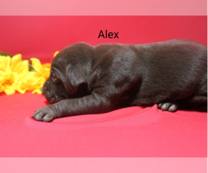 German Shorthaired Pointer Puppy for sale in RAGERSVILLE, OH, USA