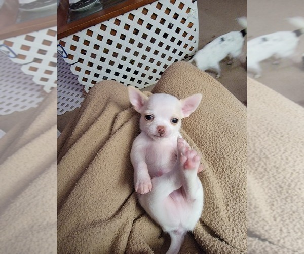 Medium Photo #2 Chihuahua Puppy For Sale in AMESBURY, MA, USA