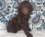 Small Photo #3 Poodle (Standard) Puppy For Sale in ELKTON, KY, USA