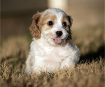 Puppy 2 Cavachon-Poodle (Miniature) Mix