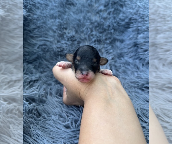 Medium Photo #1 Poodle (Toy) Puppy For Sale in JEFFERSONVILLE, IN, USA