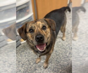 Mutt Dogs for adoption in Bemidji, MN, USA