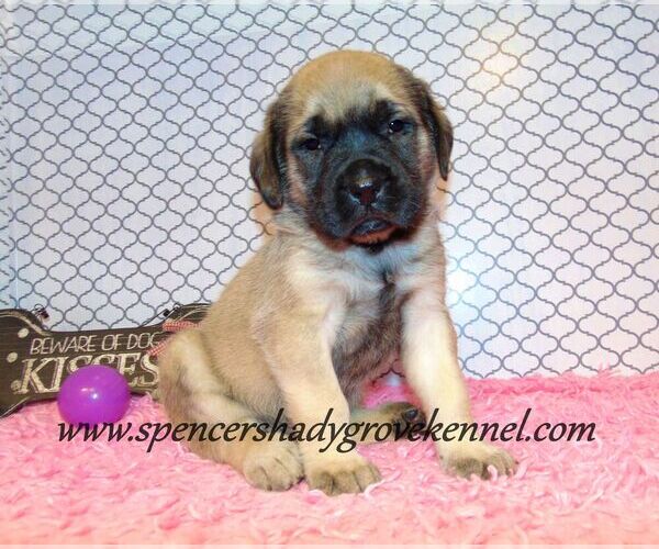Medium Photo #10 Mastiff Puppy For Sale in CABOOL, MO, USA