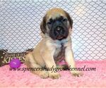 Small #9 Mastiff