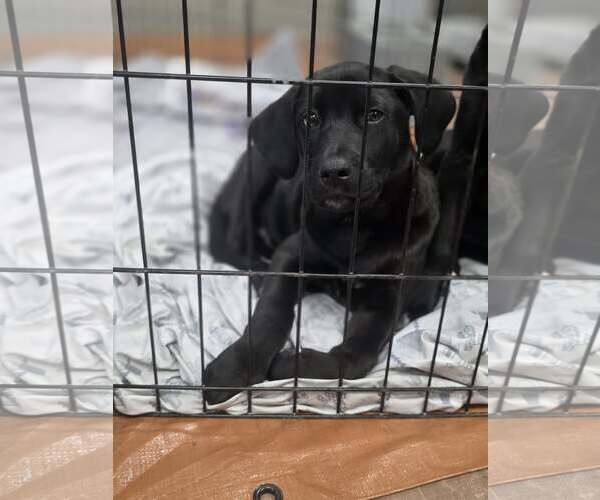 Medium Photo #1 Labrador Retriever-Unknown Mix Puppy For Sale in SHERBURNE, NY, USA