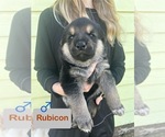 Puppy Puppy 3 Rubicon German Shepherd Dog