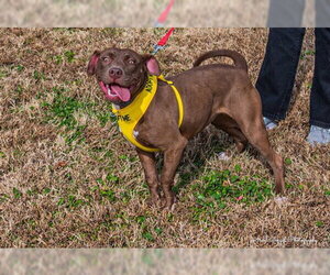 Cocoapup - Female American Pit Bull Terrier-Chocolate Labrador retriever Mix Dog for Adoption - Photo #12
