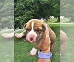 Puppy Puppy 6 American Bully