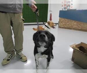 Border Collie-Unknown Mix Dogs for adoption in Temple, TX, USA