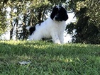Small Photo #13 Poodle (Standard) Puppy For Sale in AUGSBURG, IL, USA