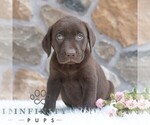 Small Photo #4 Labrador Retriever Puppy For Sale in MIFFLINTOWN, PA, USA