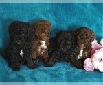Small Photo #2 Poodle (Miniature) Puppy For Sale in EAST EARL, PA, USA