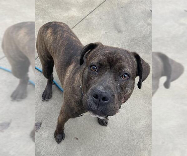 Medium Photo #1 Mutt Puppy For Sale in Center Township, PA, USA