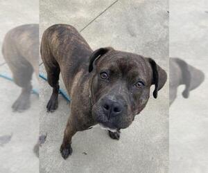 Mutt Dogs for adoption in Center Township, PA, USA