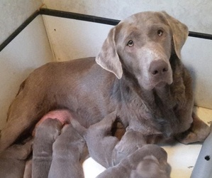 Mother of the Labrador Retriever puppies born on 08/25/2022