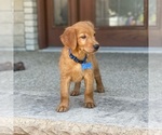 Small Photo #28 Golden Retriever Puppy For Sale in WOLCOTT, IN, USA