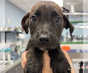 Retriever -Unknown Mix Dogs for adoption in Washington, DC, USA
