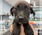 Small Retriever  Mix